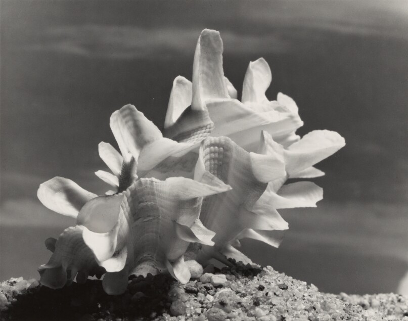 Riffled Shell