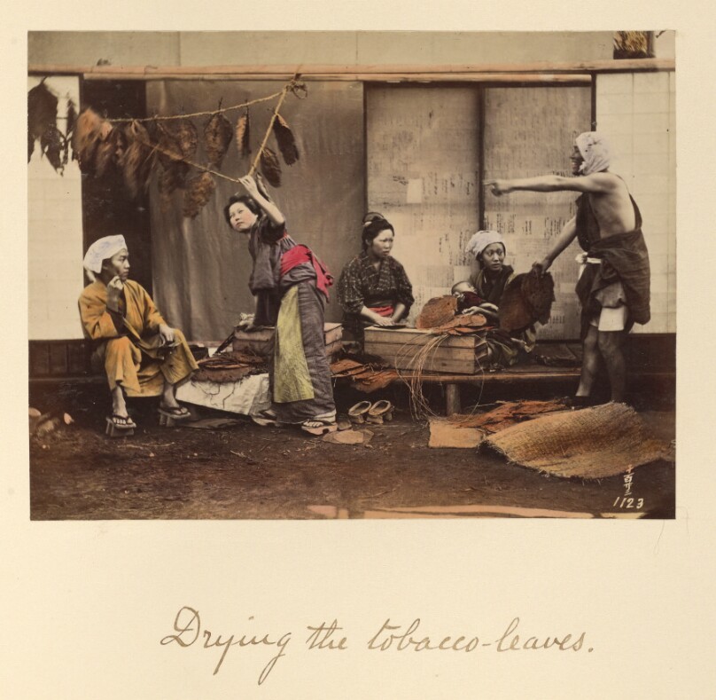 Drying the Tobacco Leaves