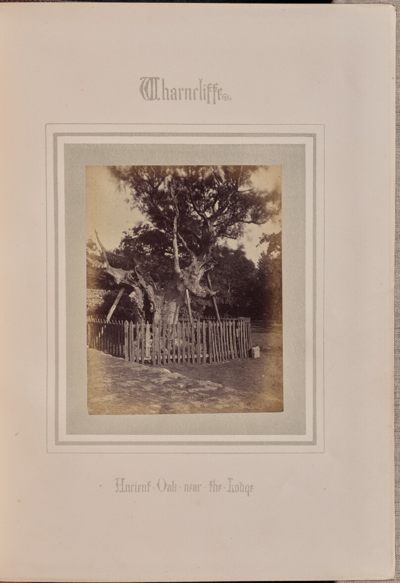 Ancient Oak near the Lodge