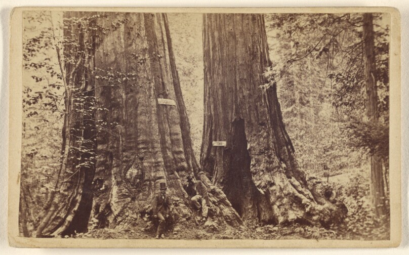 Big Trees - Old Dominion and Uncle Tom's Cabin. Mammoth Grove.