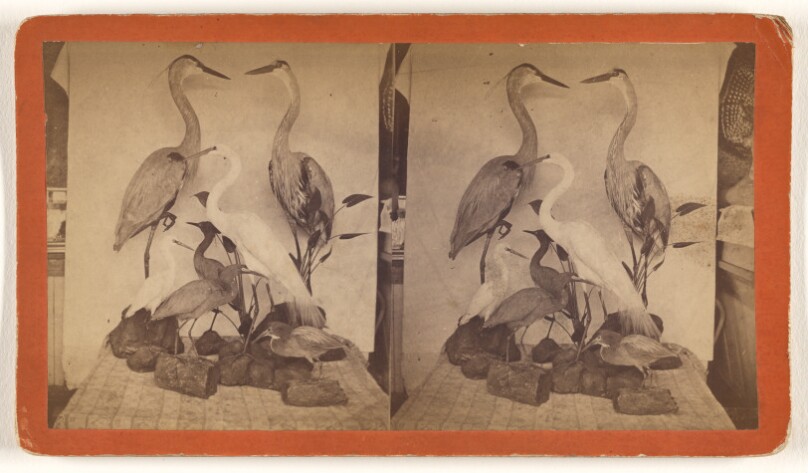 [Florida Water Fowl on the St. Johns]