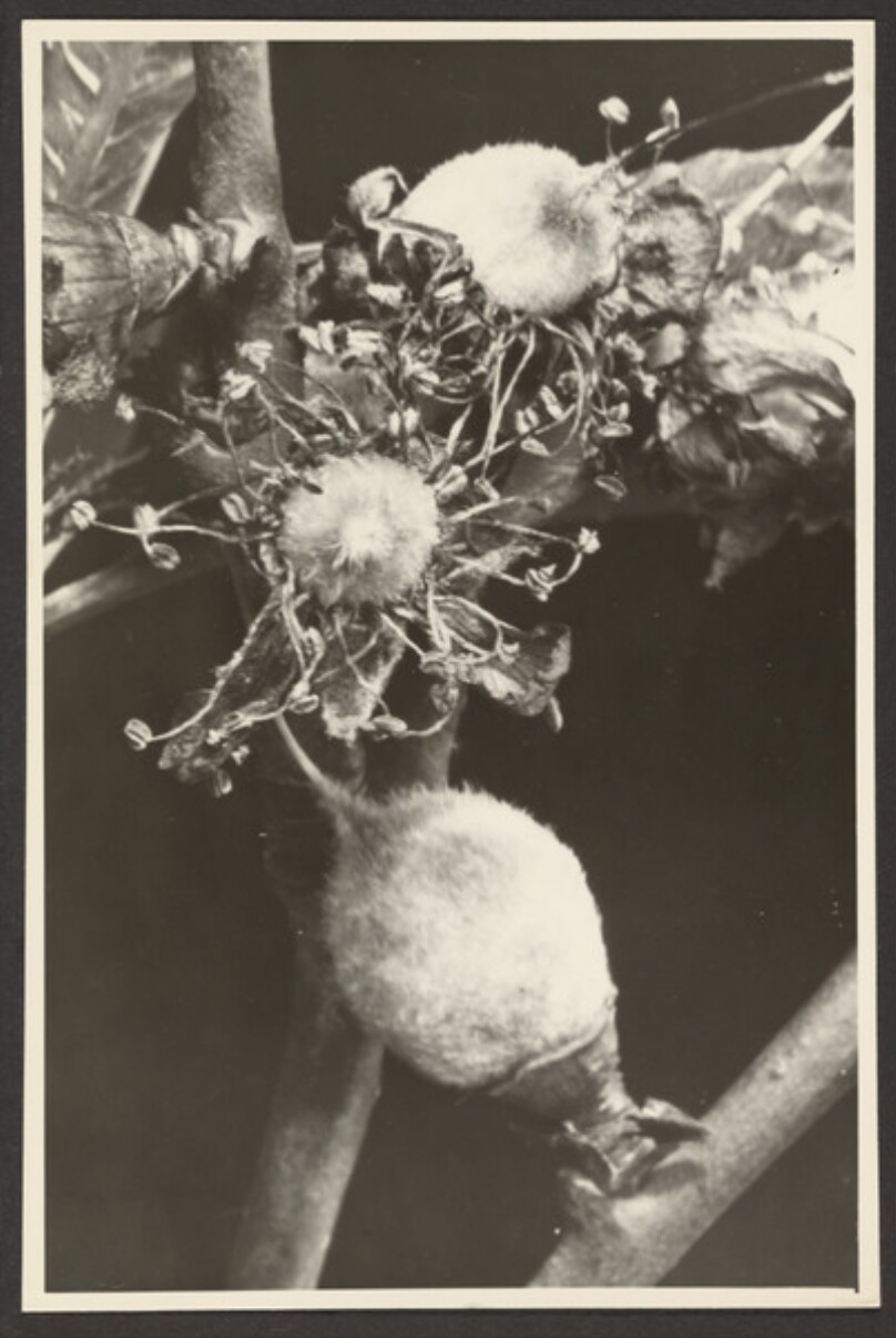 [Stem with pods]