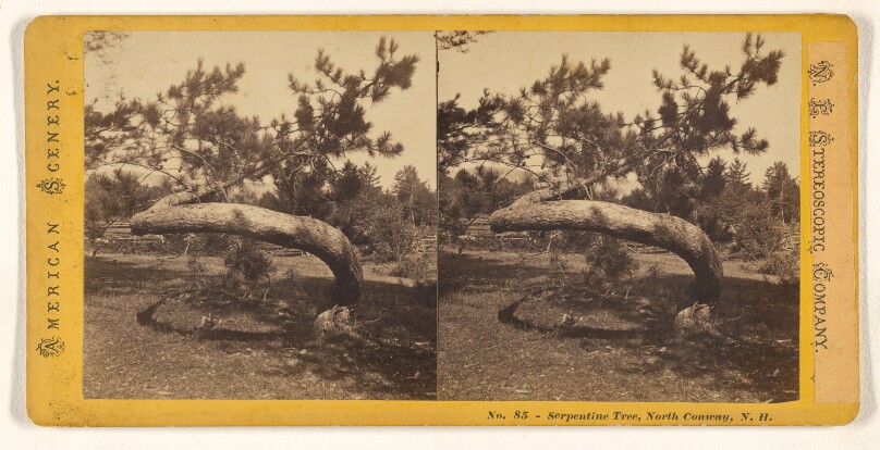 Serpentine Tree, North Conway, N.H.