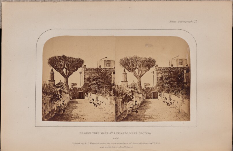 Dragon tree walk at a palazzo near Orotava