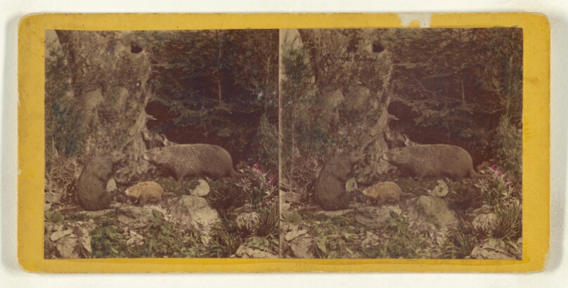 [Class I, Order IV, Rodentia. Family Arctomidae. The Woodchuck...]