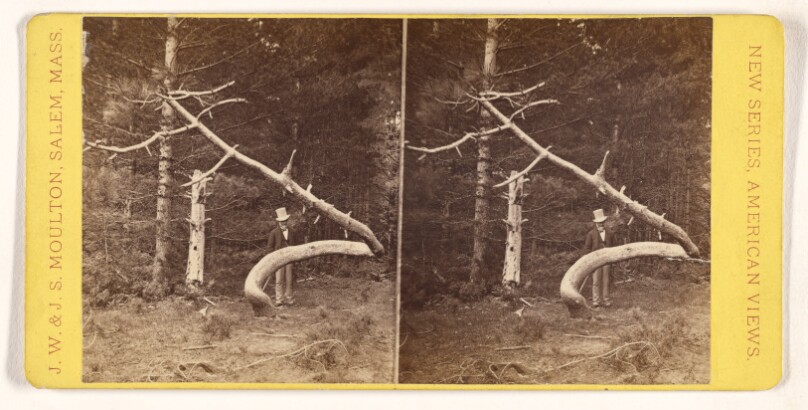 Serpentine Tree near Russell College, N. Conway, N.H.
