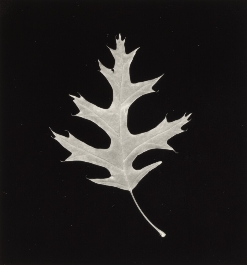 Oak Leaf, New York City