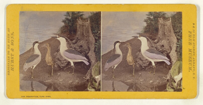 Class II, Order IV, Grallae. Family Gruidae. The Black-Crowned Night Heron...