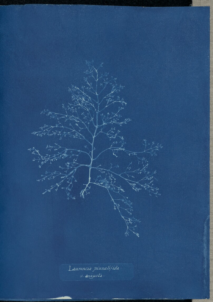 Laurencia pinnatifida v. angusta.