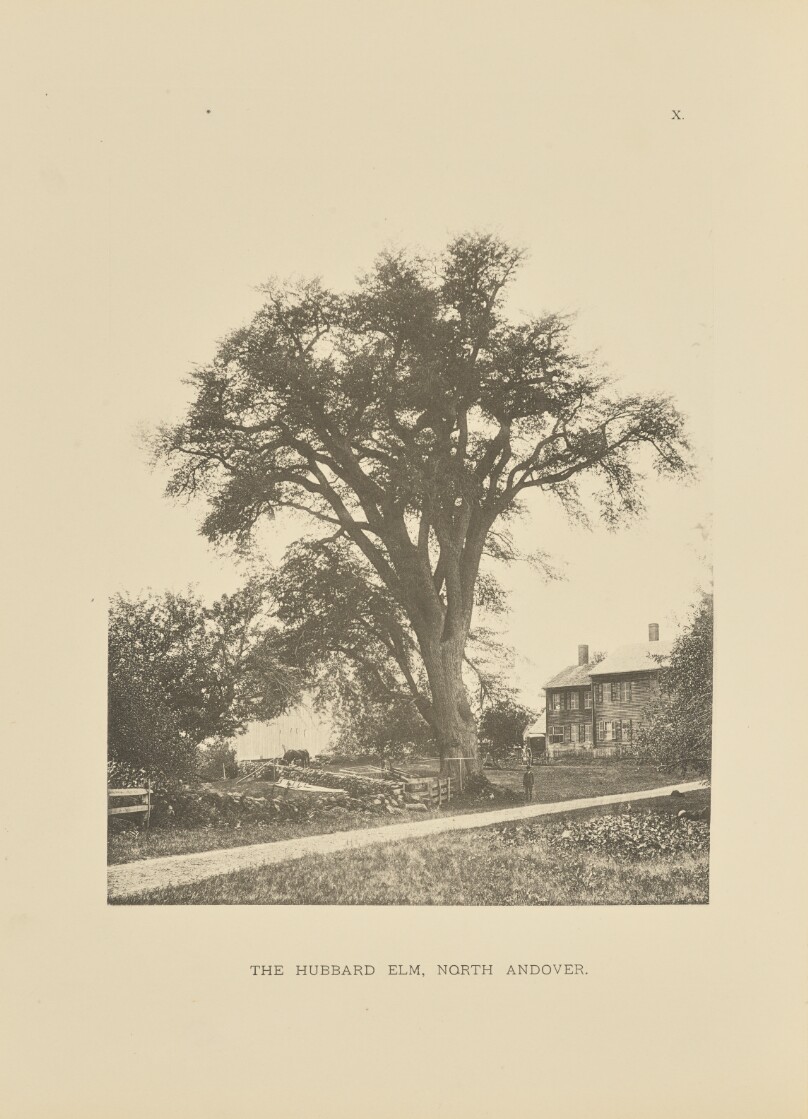 The Hubbard Elm, North Andover
