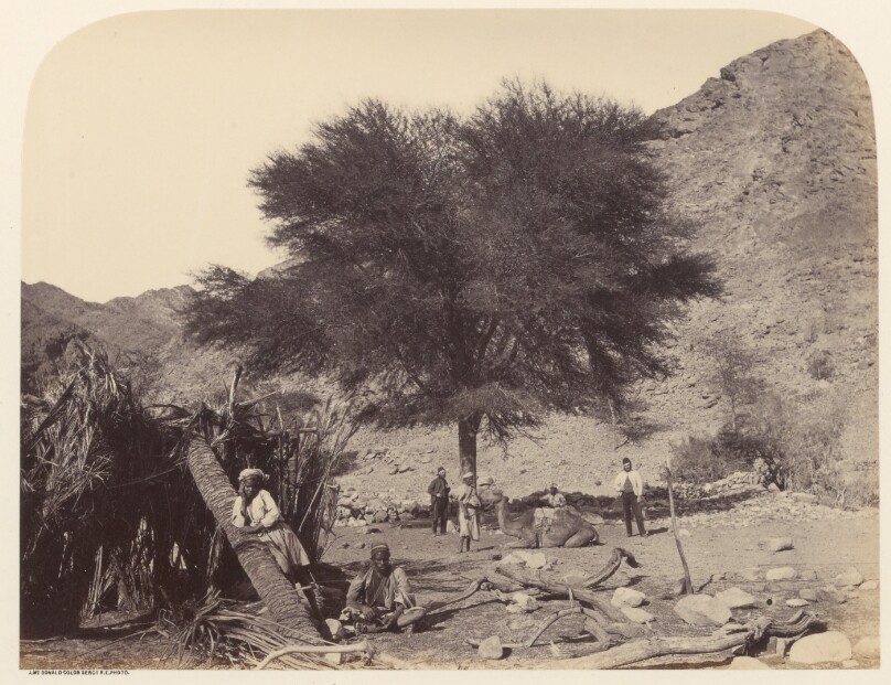 Seyal (Shittim) Tree, Dedicated to the Patron Saint, Wady Feiran