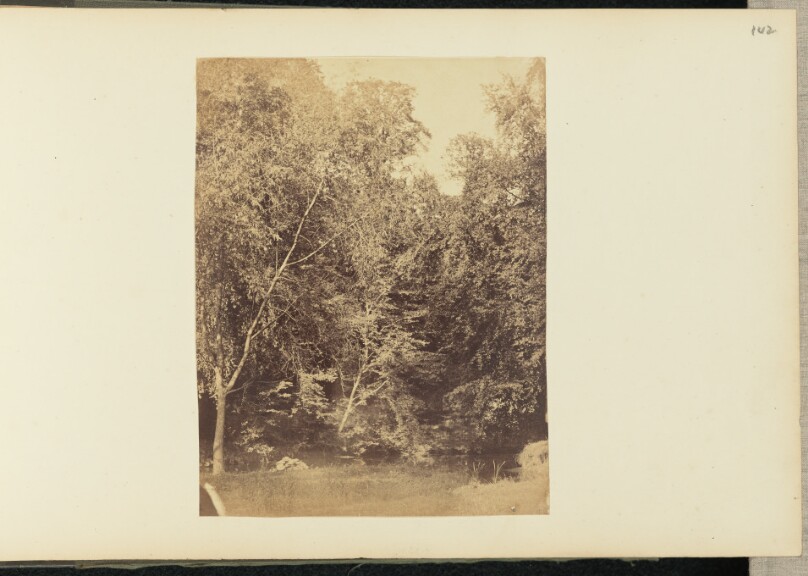 [Forest landscape]