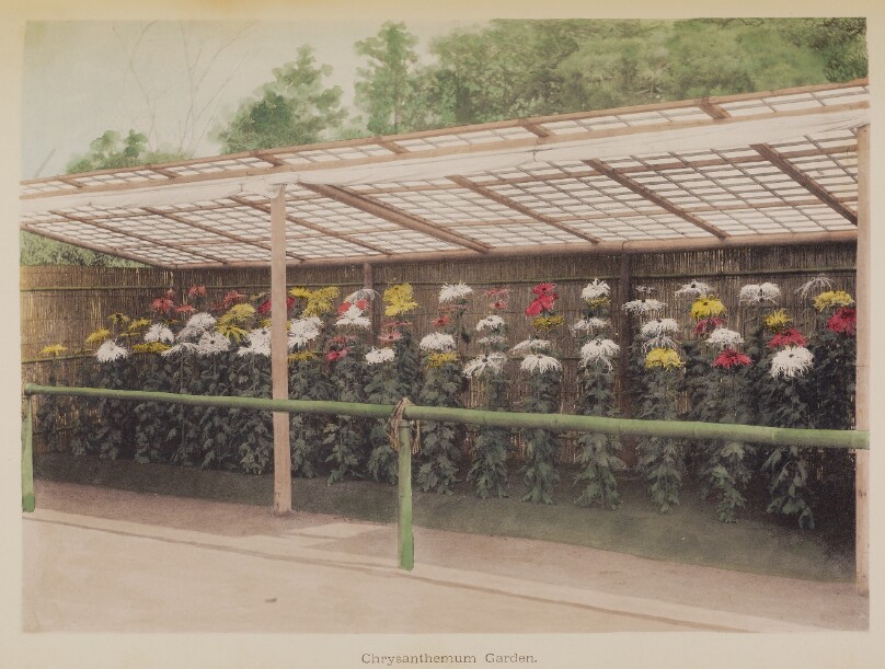 Chrysanthemum Garden