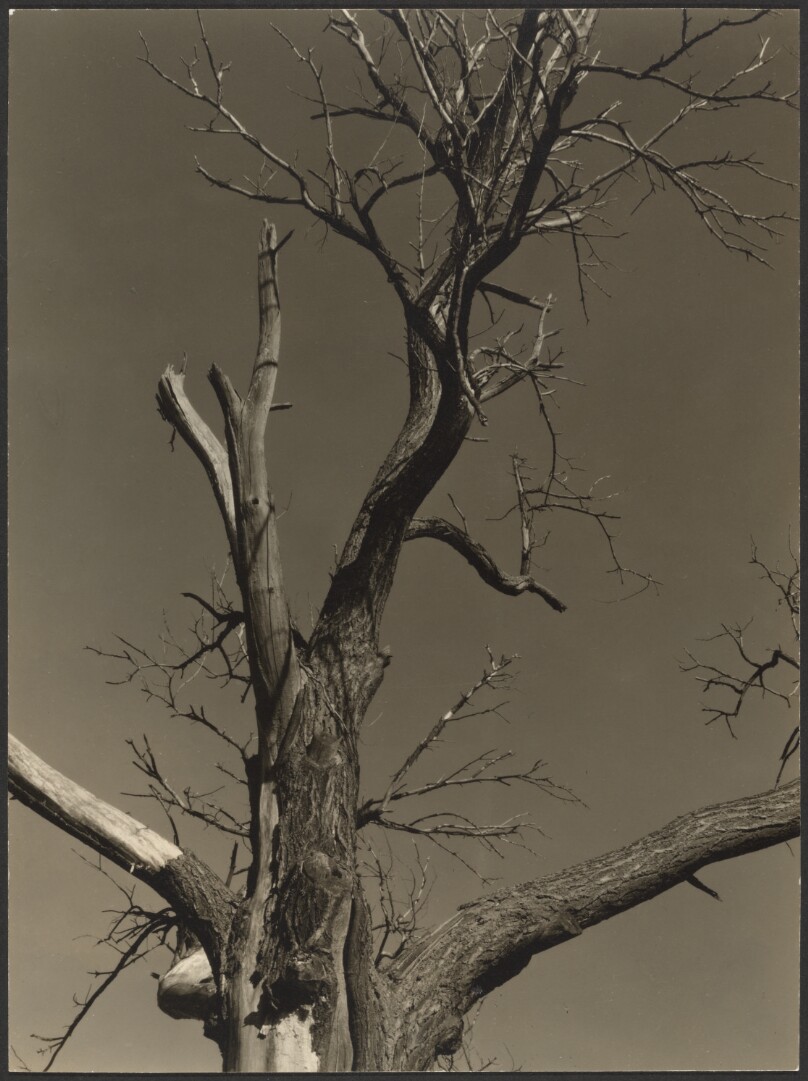 Chestnut Tree, Lake George