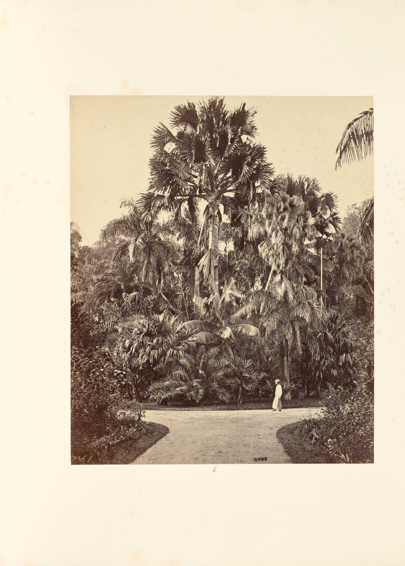 Palms and Man