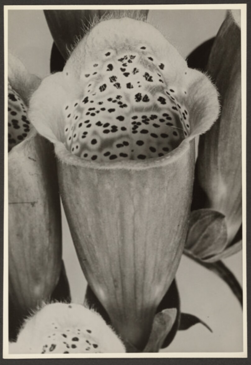 [Spotted flower]