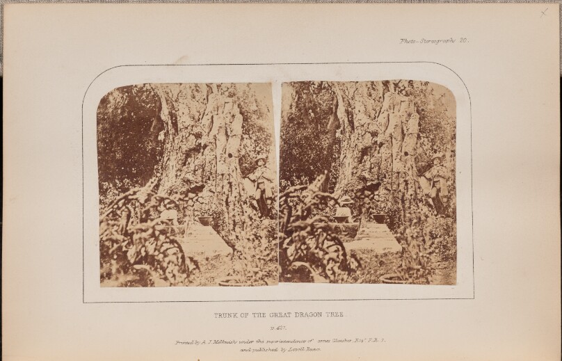 Trunk of the Great Dragon Tree