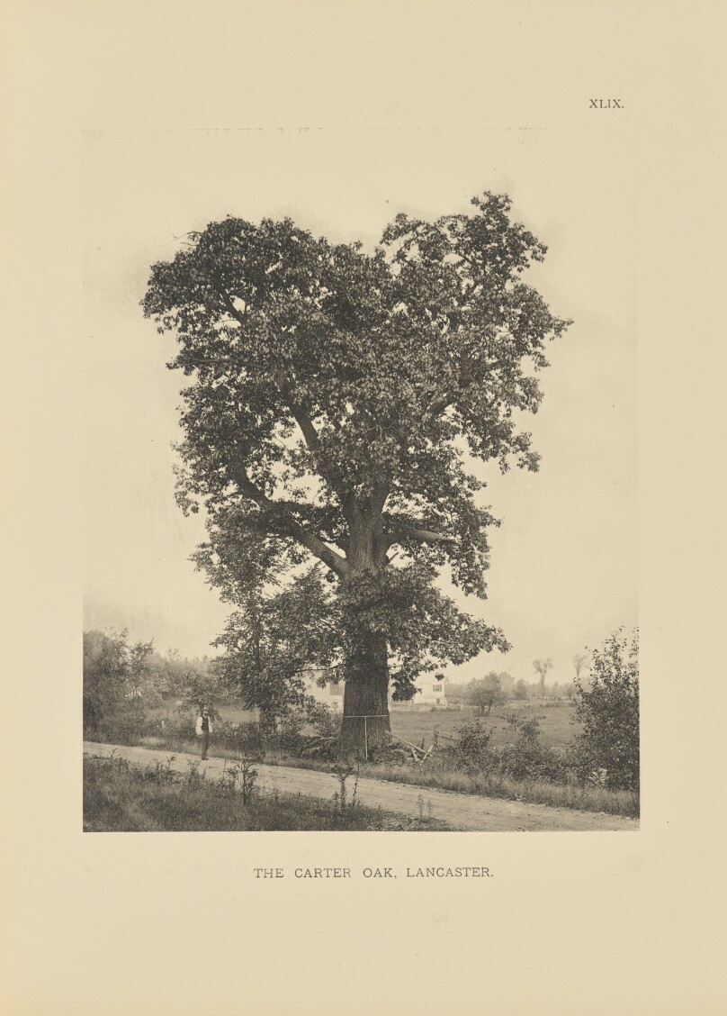 The Carter Oak, Lancaster