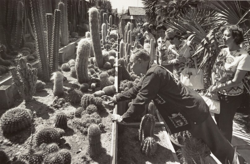 Cactus garden