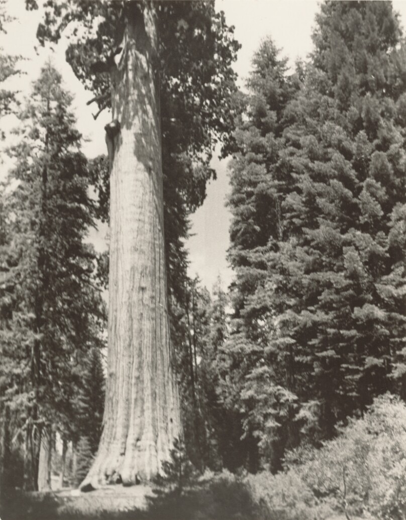 [Redwoods at Big Sur]