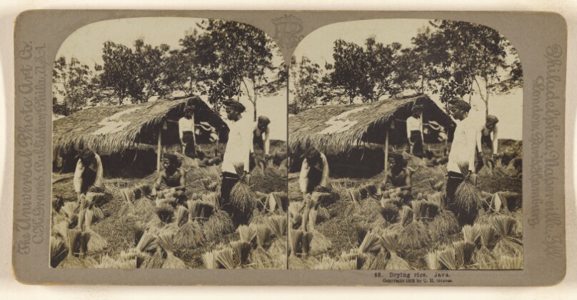 Drying rice. Java.