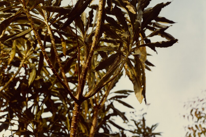 [Branch Study]