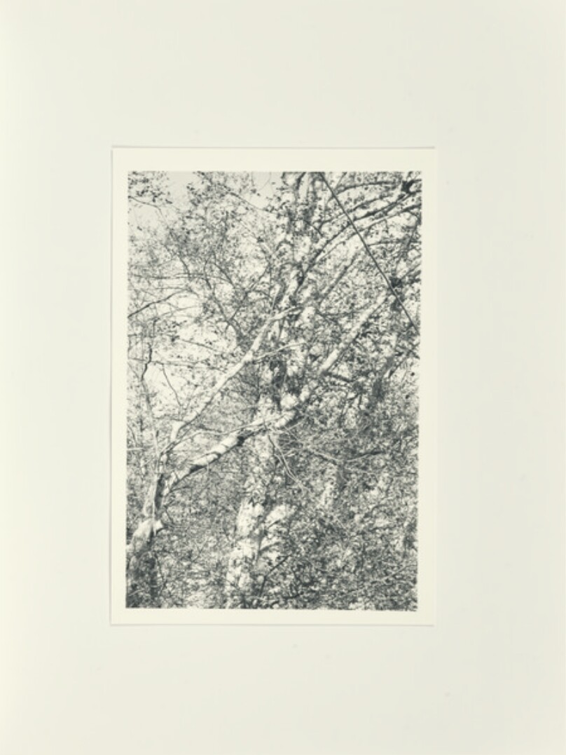 Alder and Utility Line