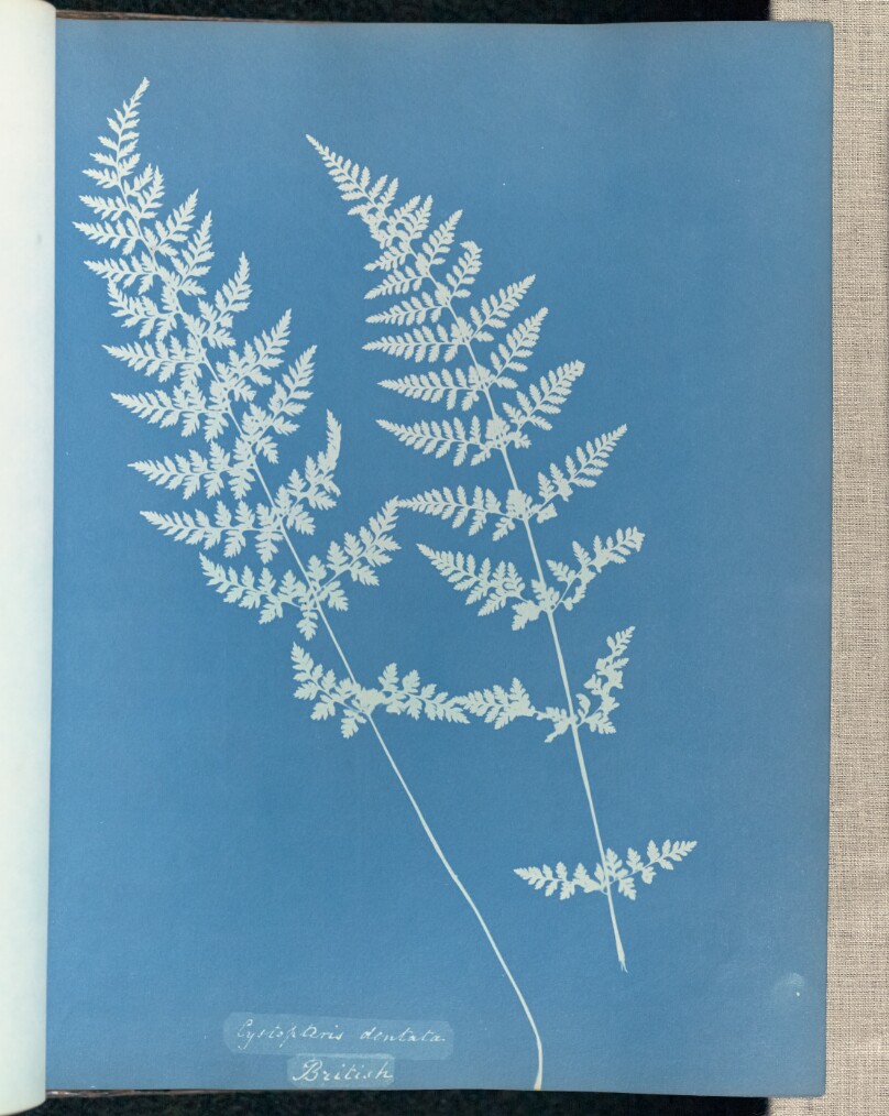 Cystopteris dentata, British