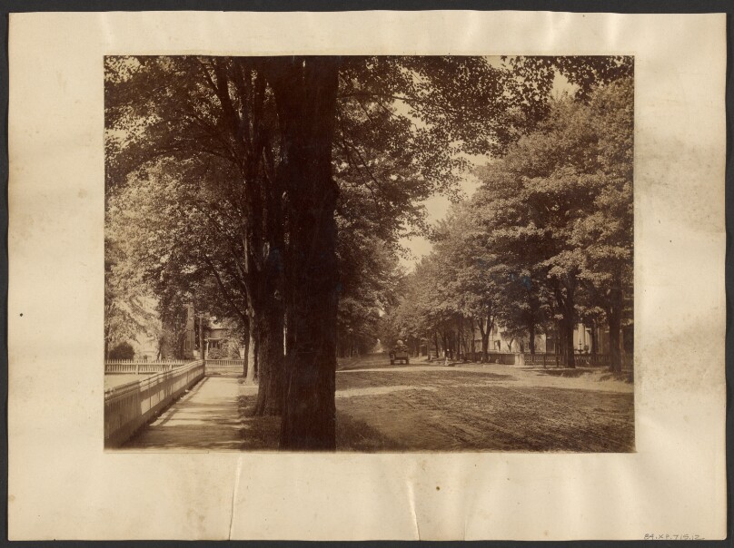 [Tree lined street, Maple City]