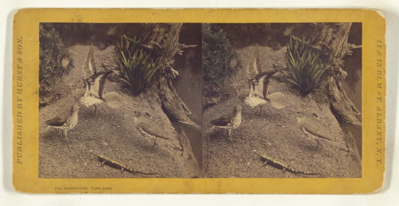 Class II, Order IV, Grallae. Family Scolopacidae. Spotted Sandlark...