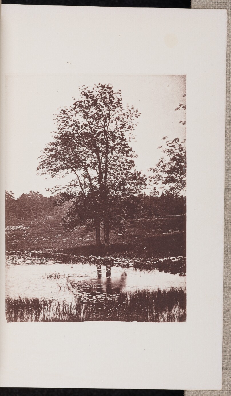 Ash-trees on the Banks of Turtle Pond, in Beverly