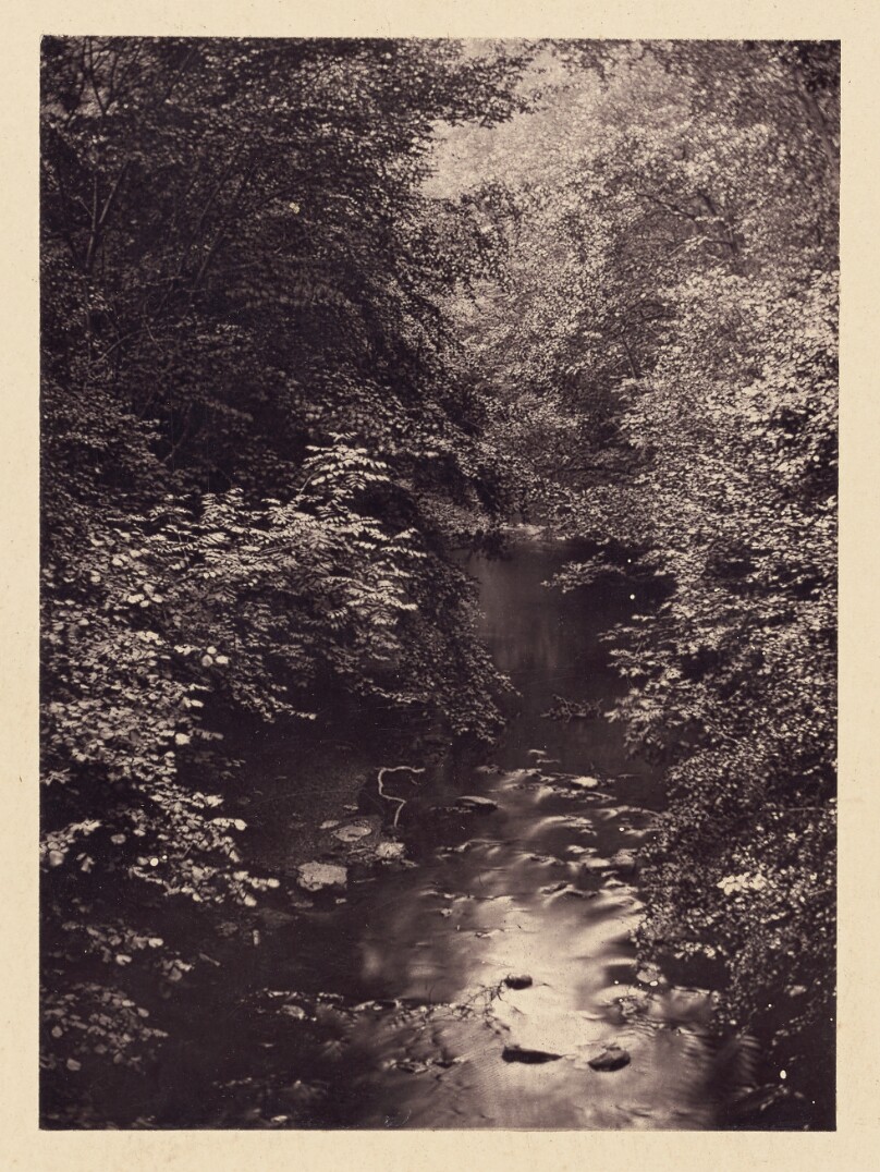 [Forest stream]