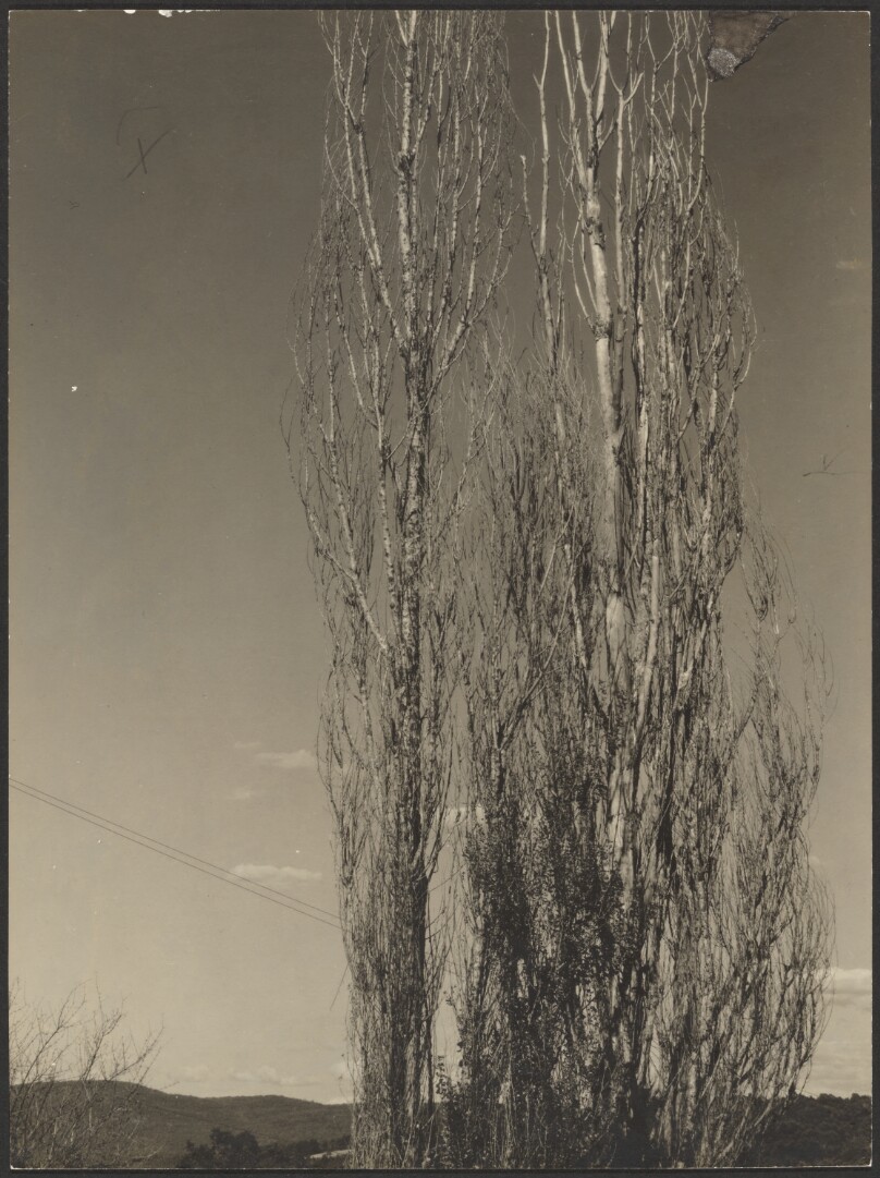 [Dying Poplars, Lake George]