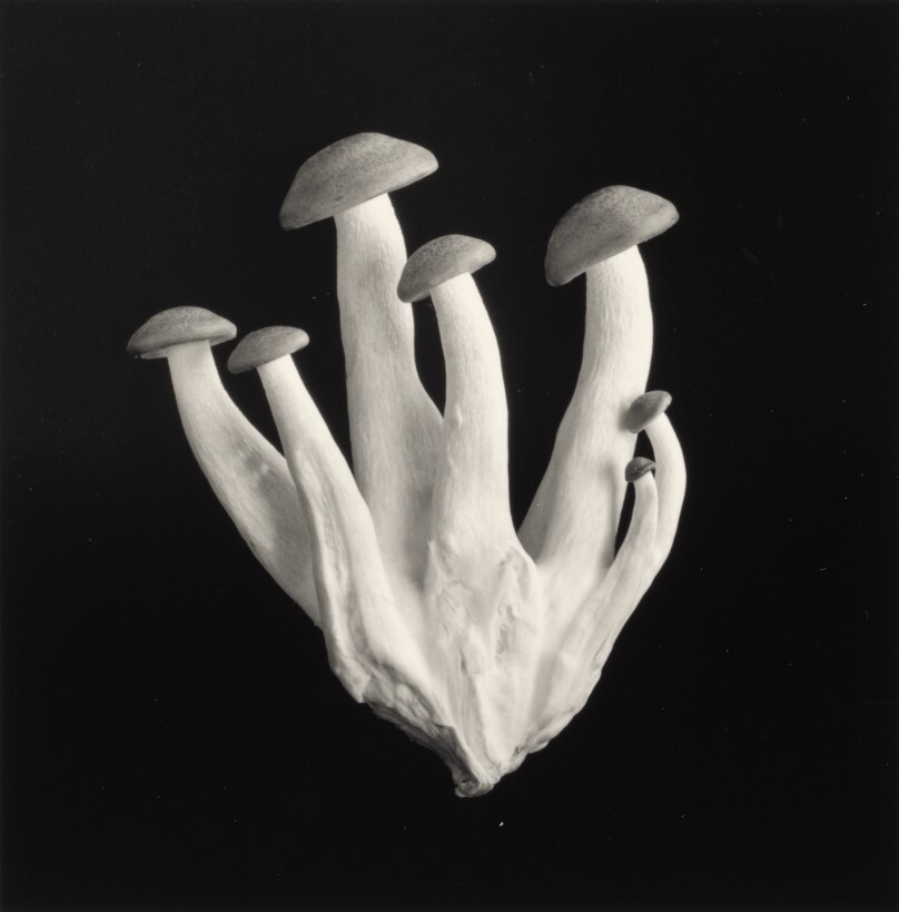 Brown Beech Mushrooms, New York City