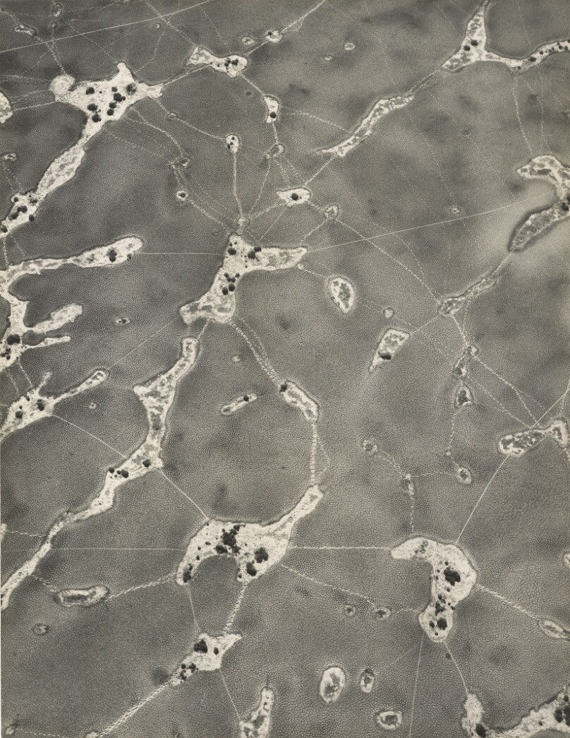 Rabbit and Cattle Tracks, Carrizo Plain, California