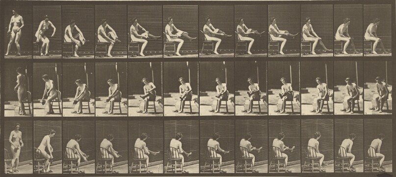 Animal Locomotion