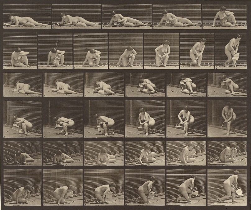 Animal Locomotion