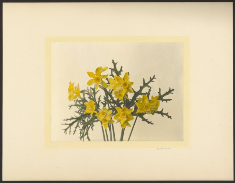 [Miniature daffodils]