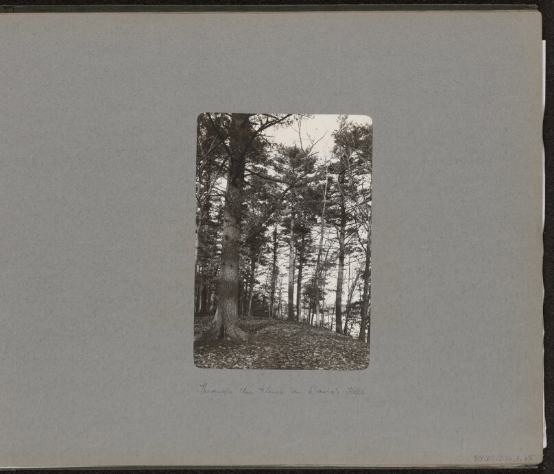[Davis's Hill]