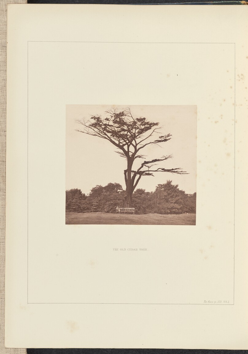 The Old Cedar Tree