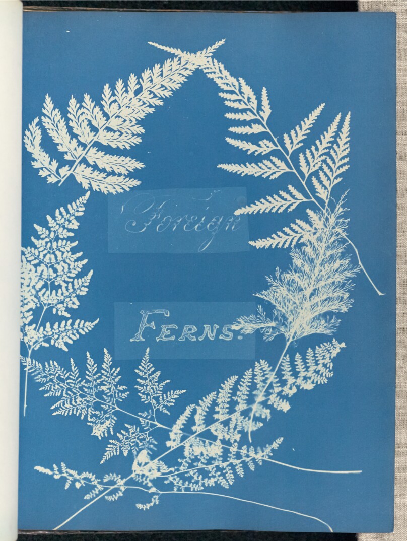 Foreign Ferns.