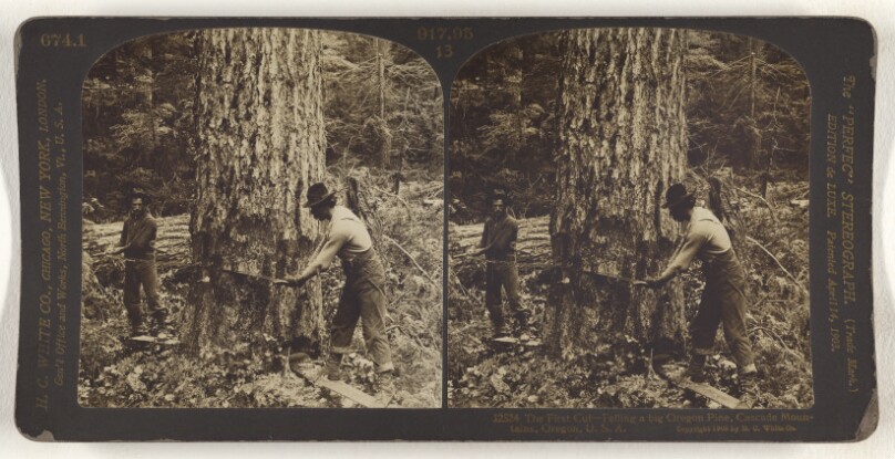 The First Cut - Felling a big Oregon Pine, Cascade Mountains, Oregon, U.S.A.