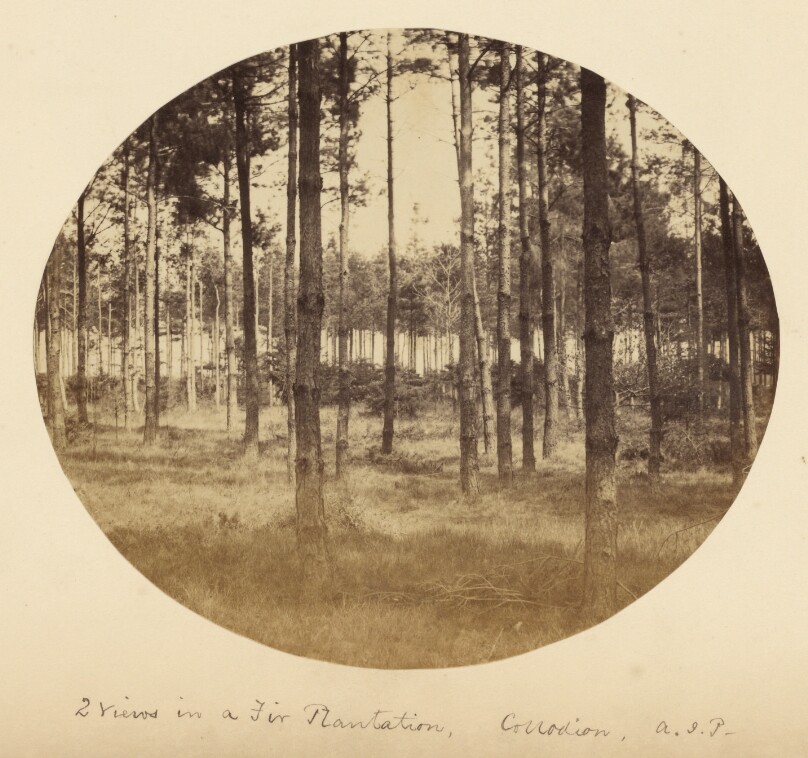 Views in a Fir Plantation