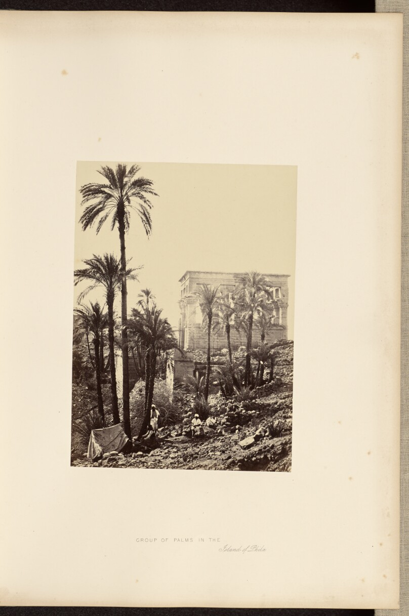 Group of Palms in the Island of Philae