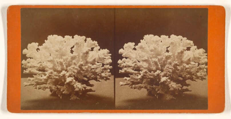 [Coral]