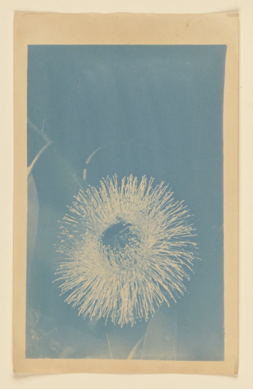 [Flower (related to thistle)]