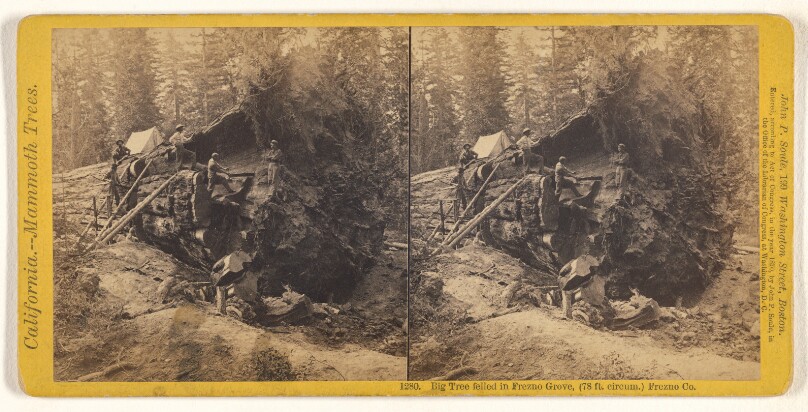 Big Tree felled in Frezno [sic] Grove, (78 ft. circum.) Frezno [sic] Co.