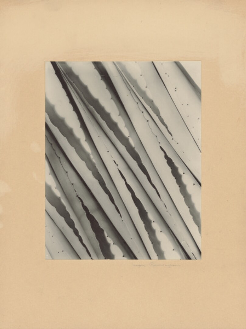 Agave Pattern