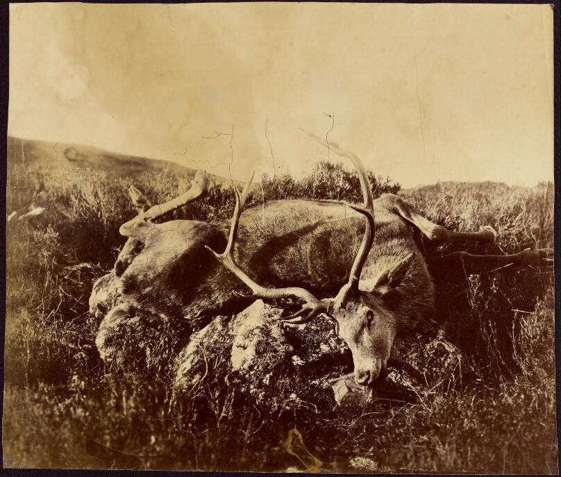 [Dead stag on a rock]