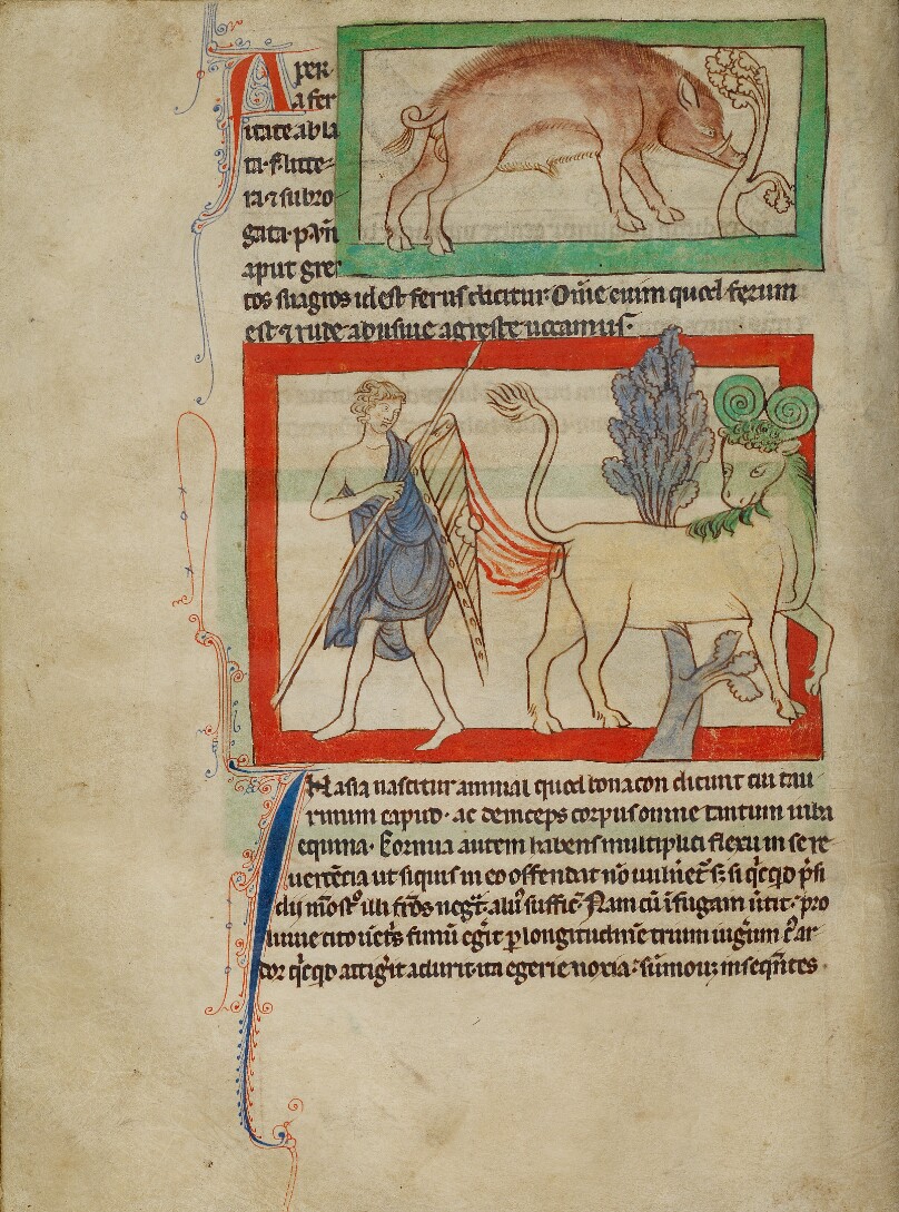 A Wild Boar; A Bonnacon